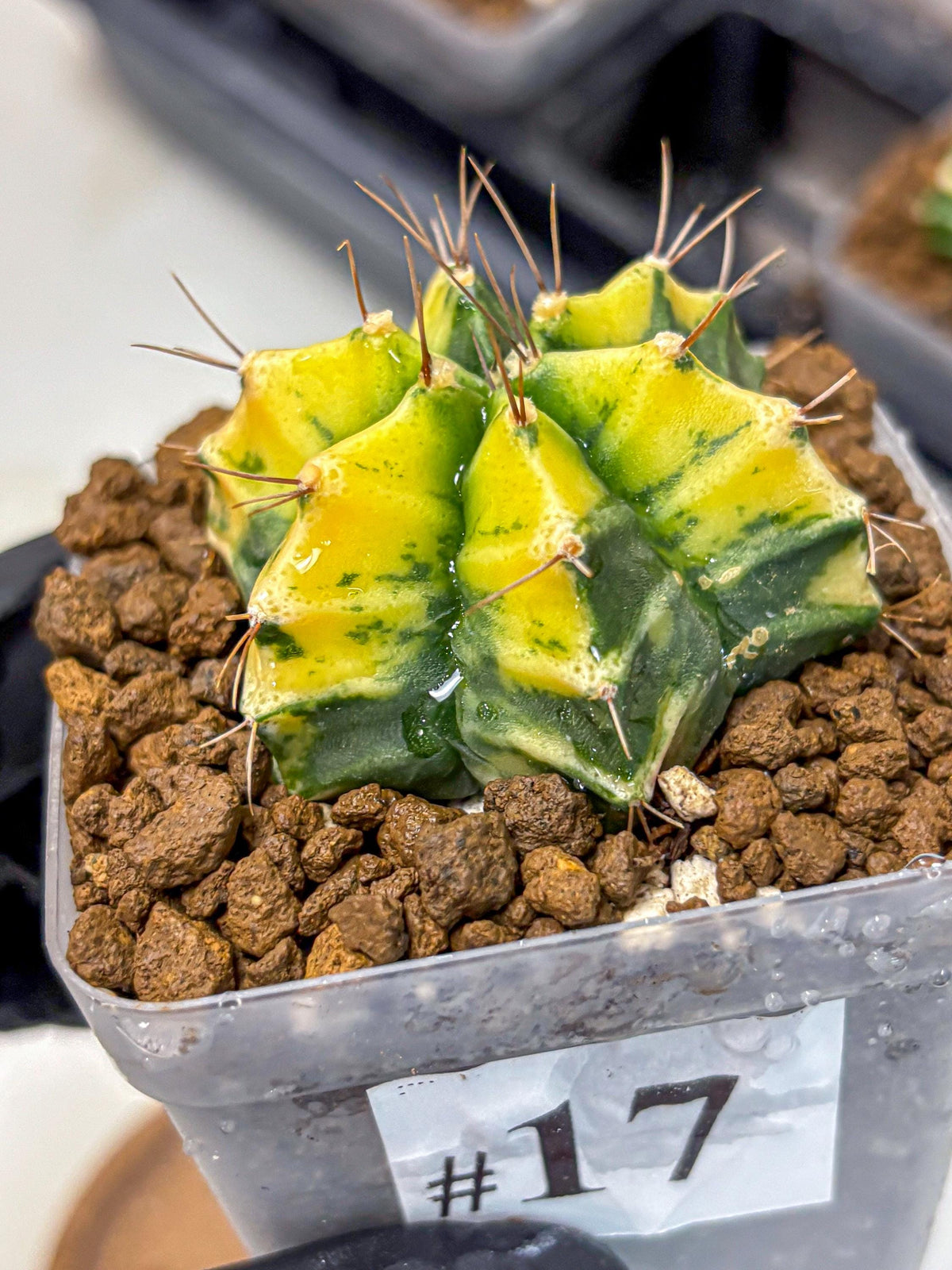 Gymnocalycium Saffron (gy17) (17) | Special Hybrid cactus