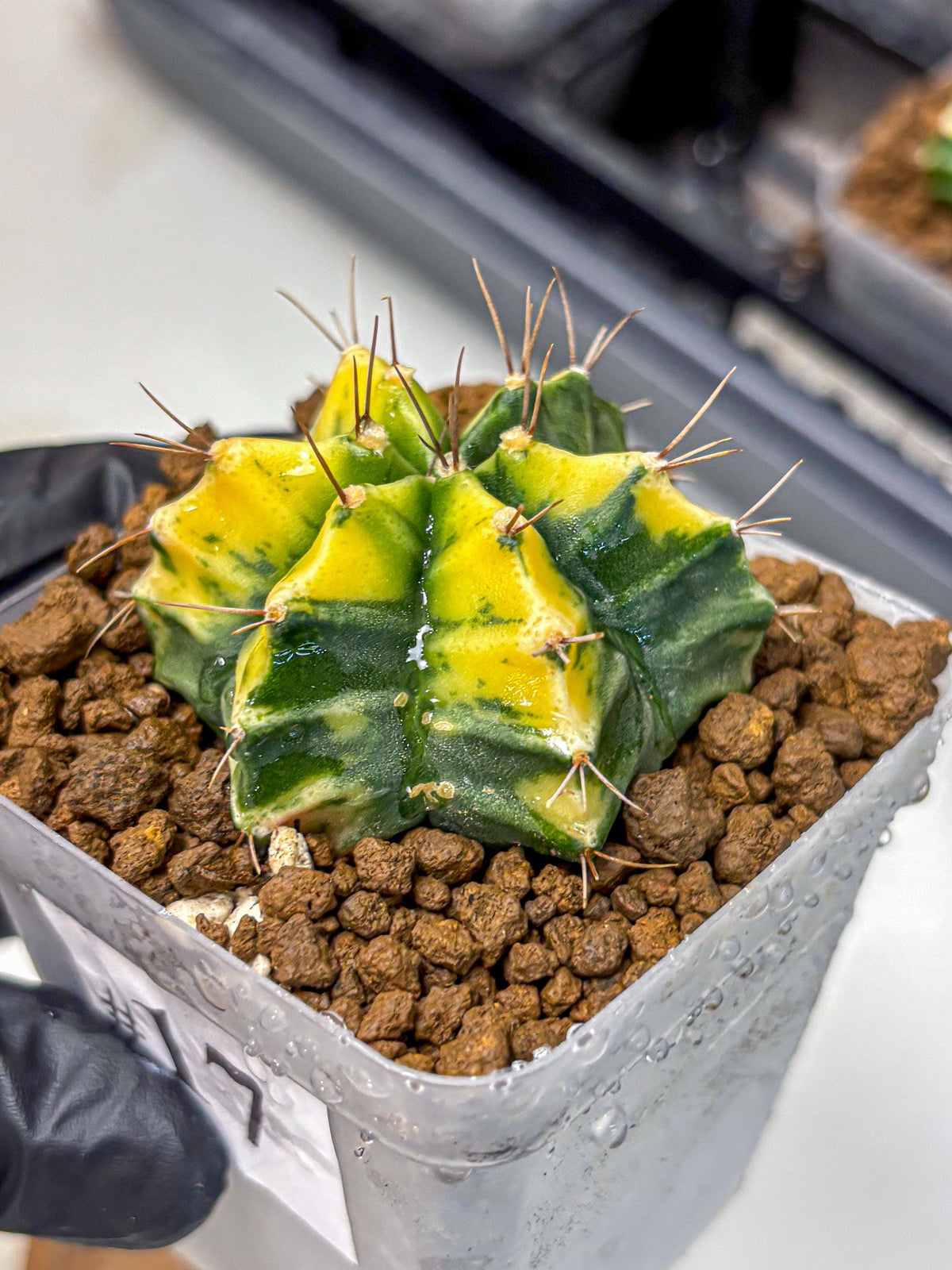 Gymnocalycium Saffron (gy17) (17) | Special Hybrid cactus