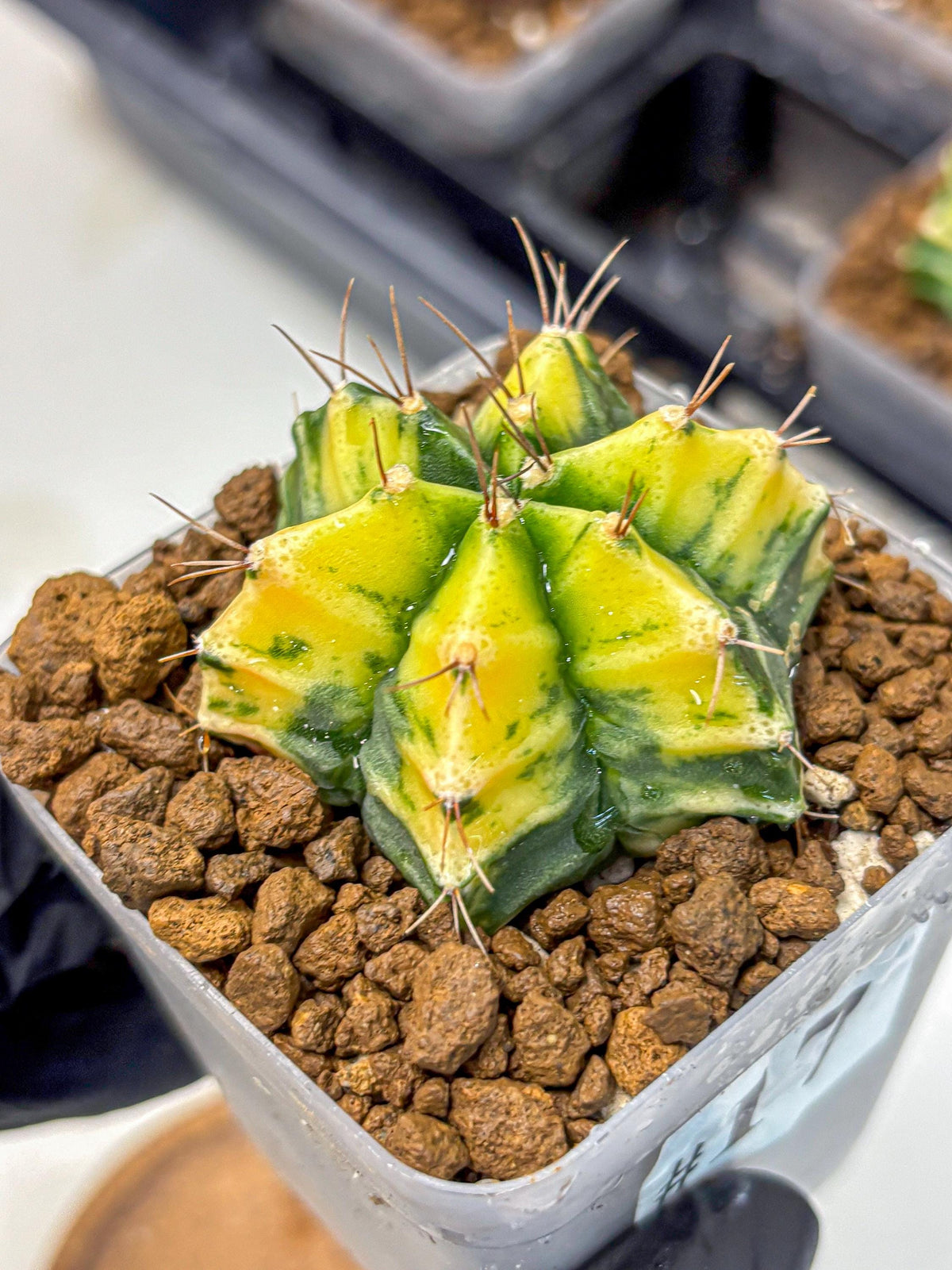 Gymnocalycium Saffron (gy17) (17) | Special Hybrid cactus