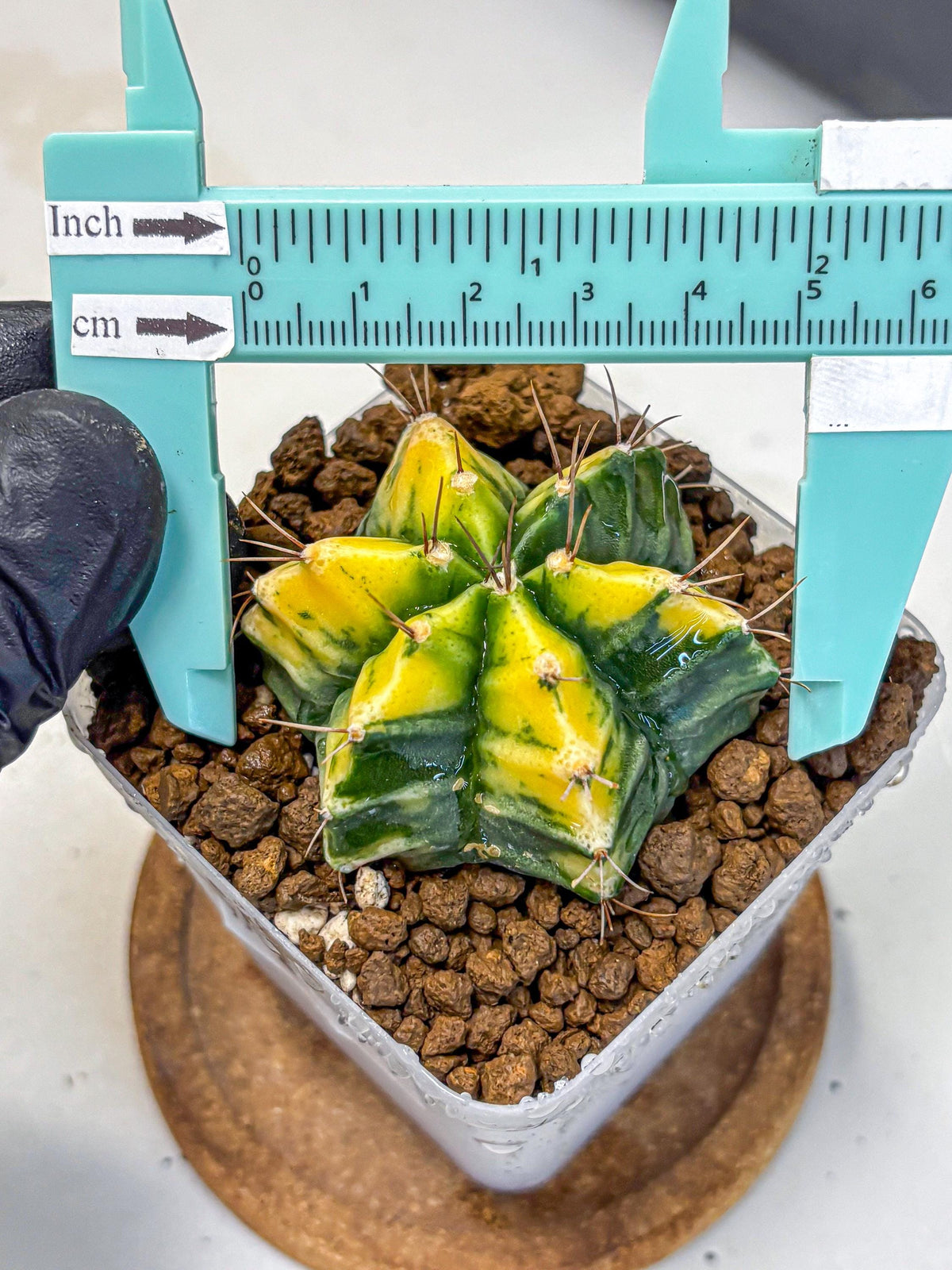 Gymnocalycium Saffron (gy17) (17) | Special Hybrid cactus