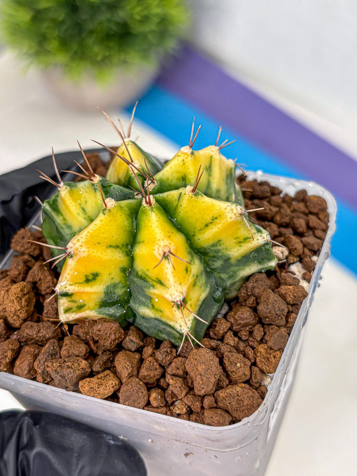 Gymnocalycium Saffron (gy17) (17) | Special Hybrid cactus