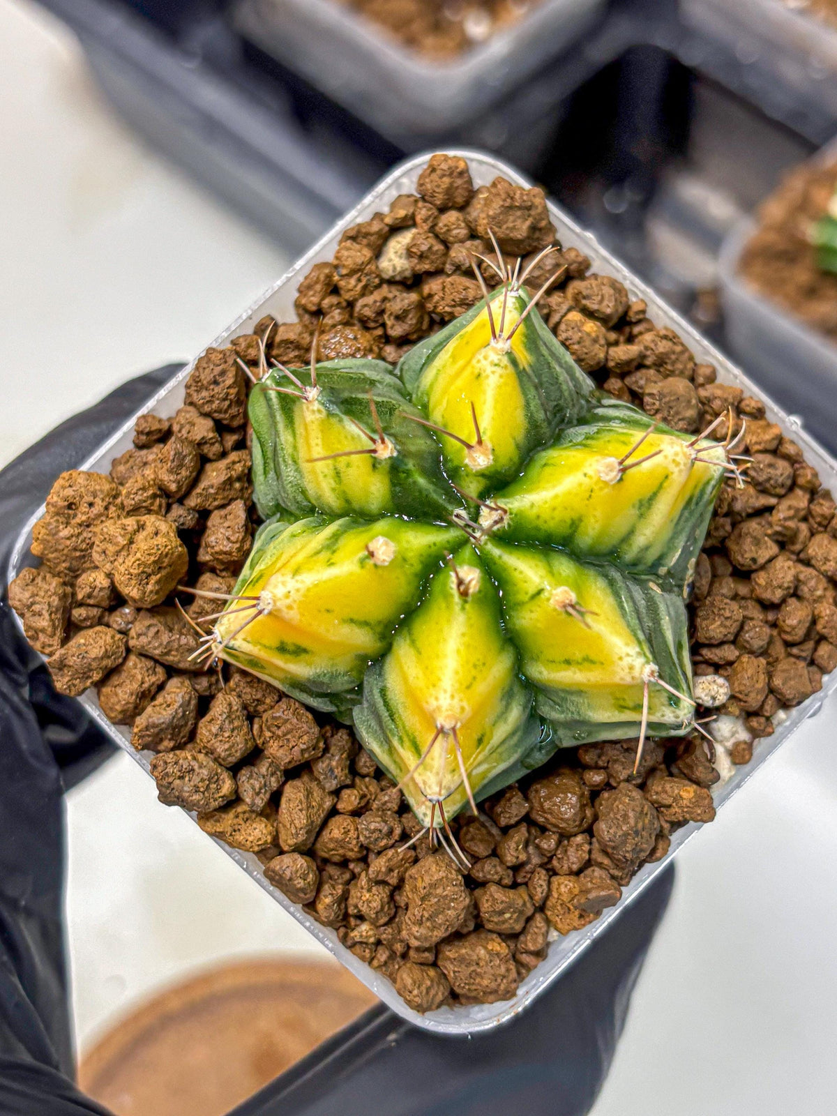 Gymnocalycium Saffron (gy17) (17) | Special Hybrid cactus