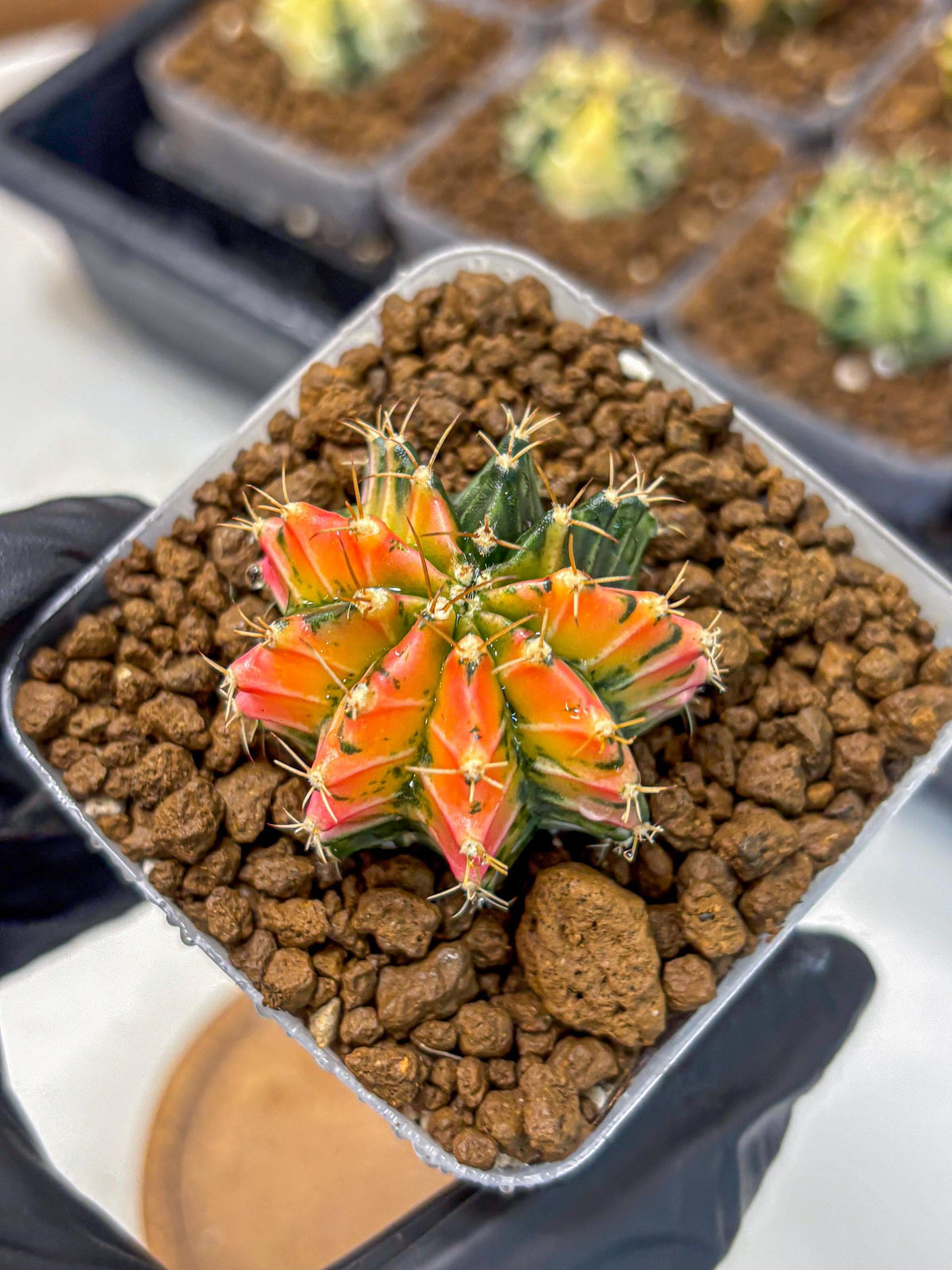 Gymnocalycium Ladybug (gy23) (1) | Special Hybrid cactus