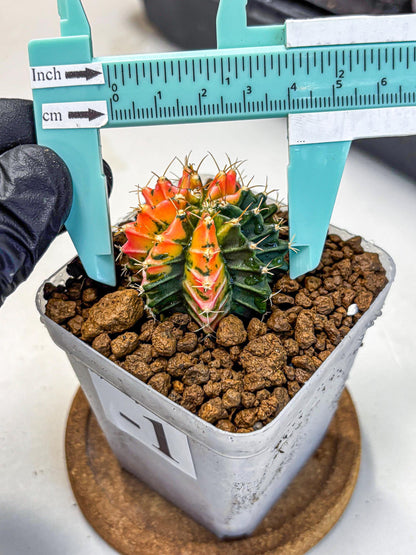 Gymnocalycium Ladybug (gy23) (1) | Special Hybrid cactus