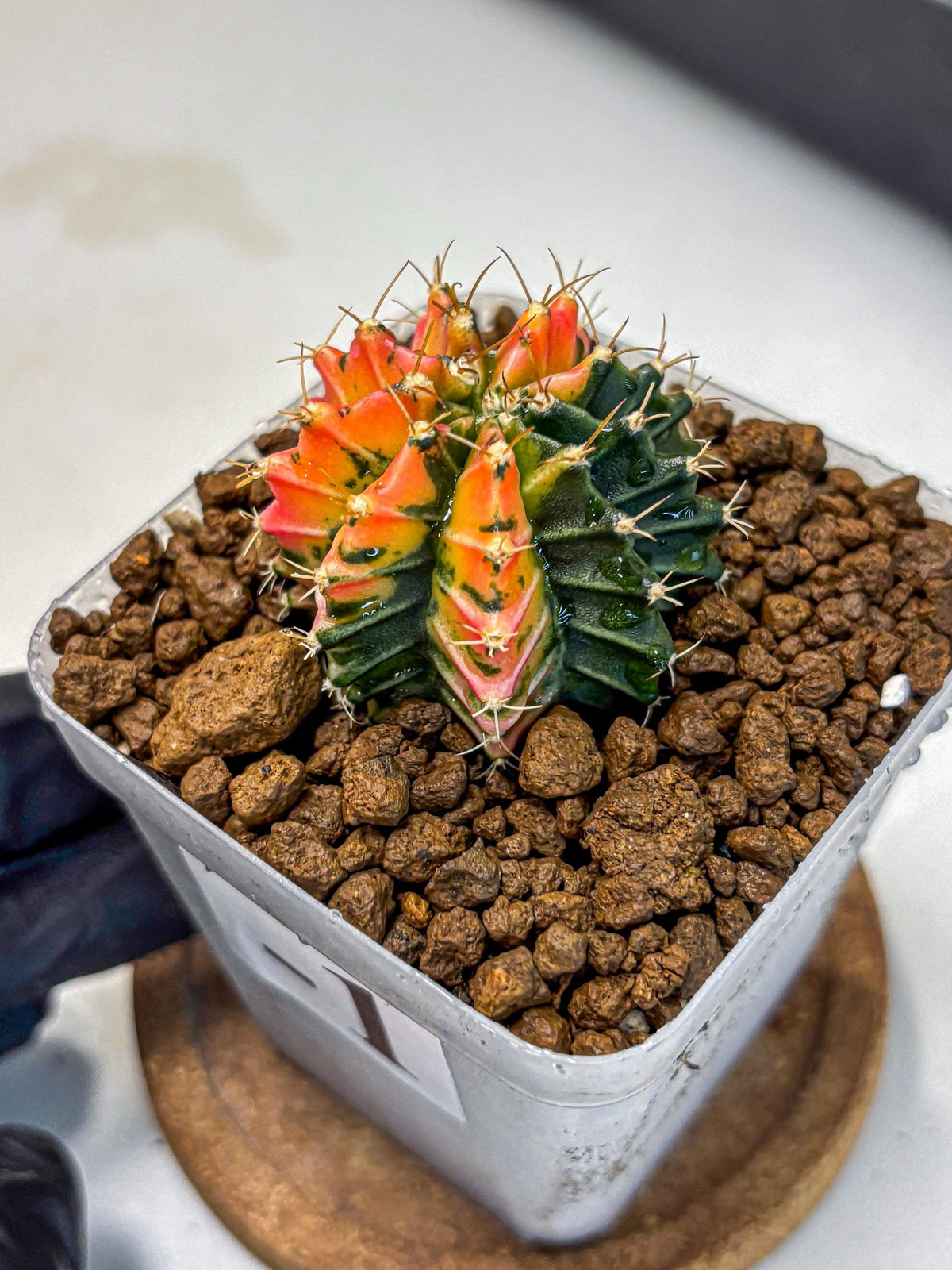 Gymnocalycium Ladybug (gy23) (1) | Special Hybrid cactus