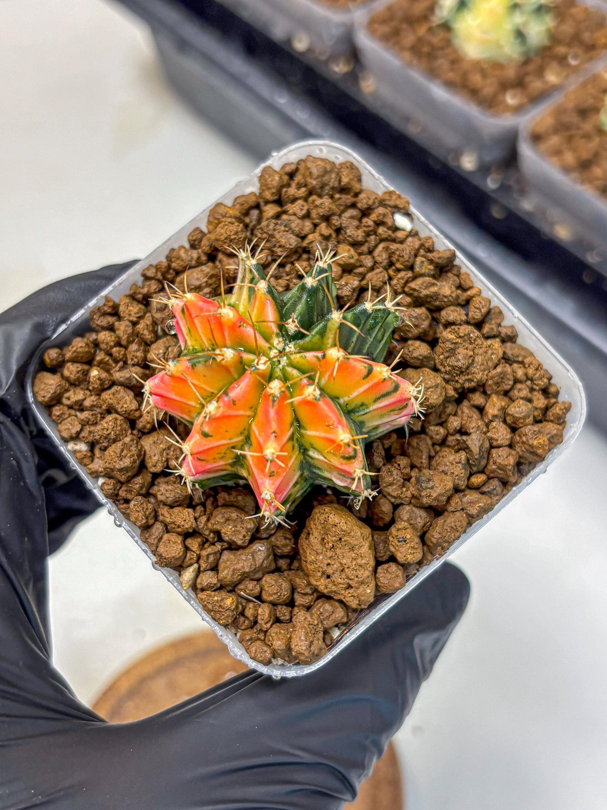 Gymnocalycium Ladybug (gy23) (1) | Special Hybrid cactus