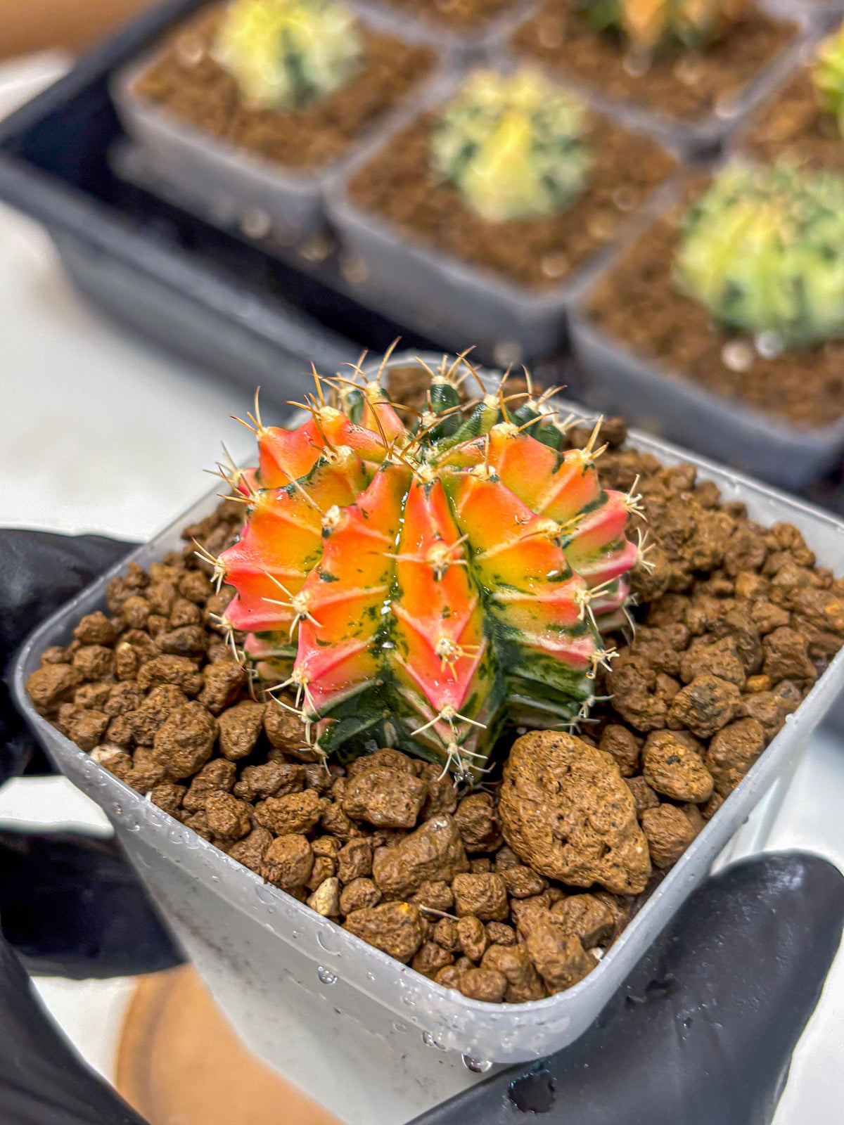 Gymnocalycium Ladybug (gy23) (1) | Special Hybrid cactus