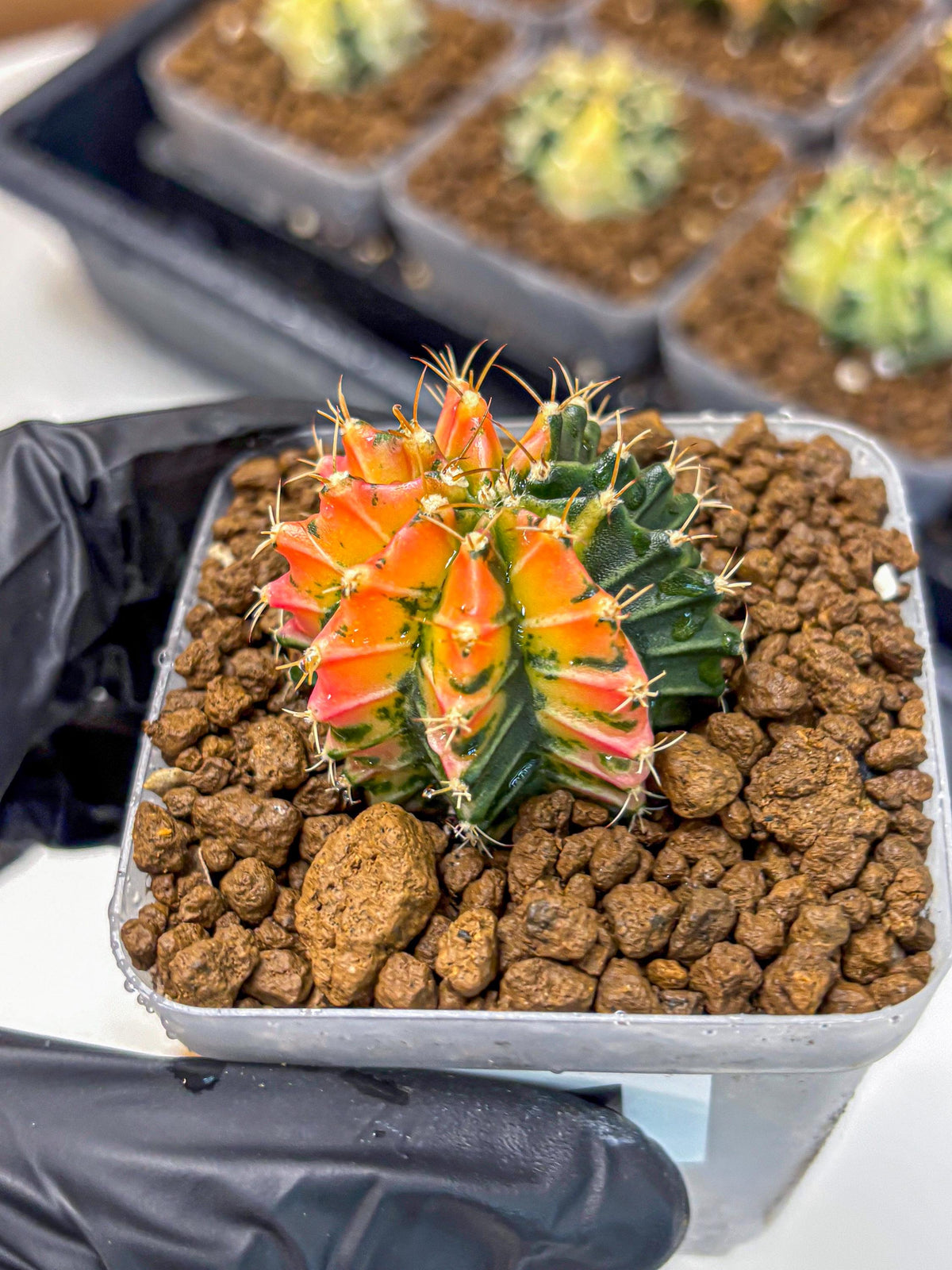 Gymnocalycium Ladybug (gy23) (1) | Special Hybrid cactus