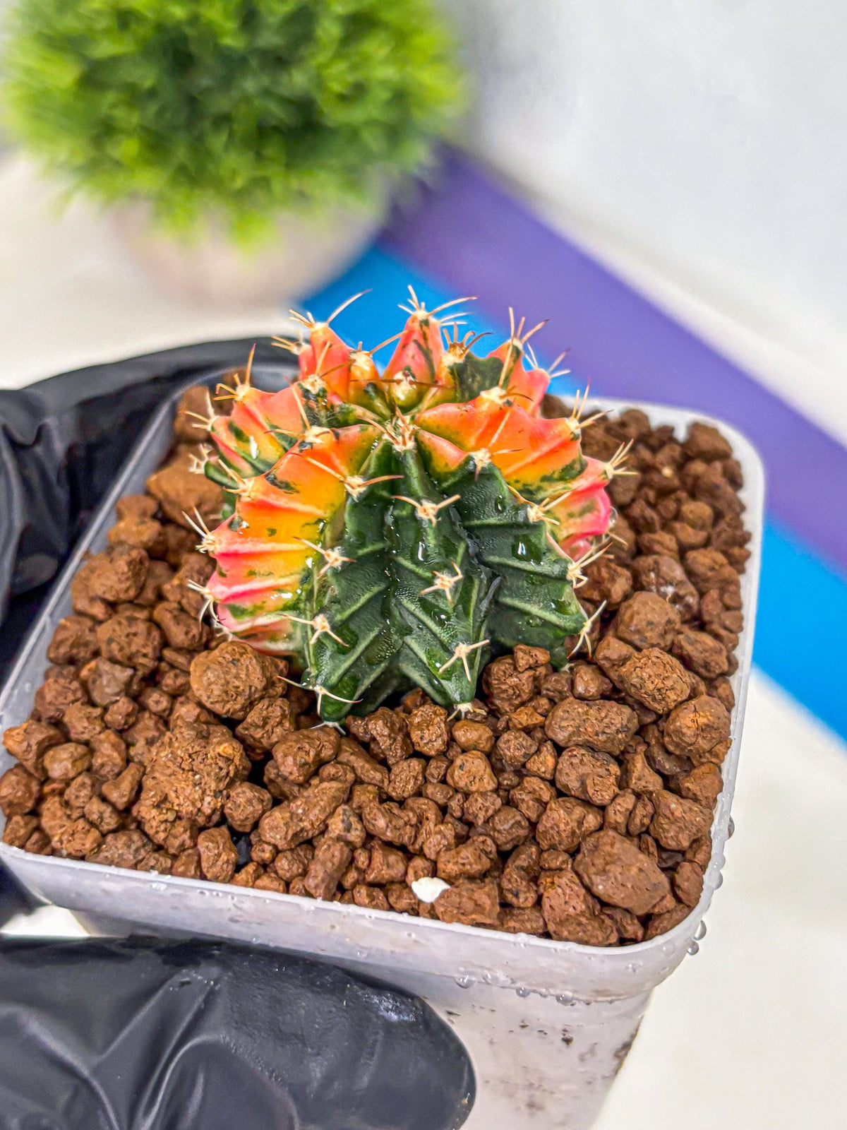 Gymnocalycium Ladybug (gy23) (1) | Special Hybrid cactus