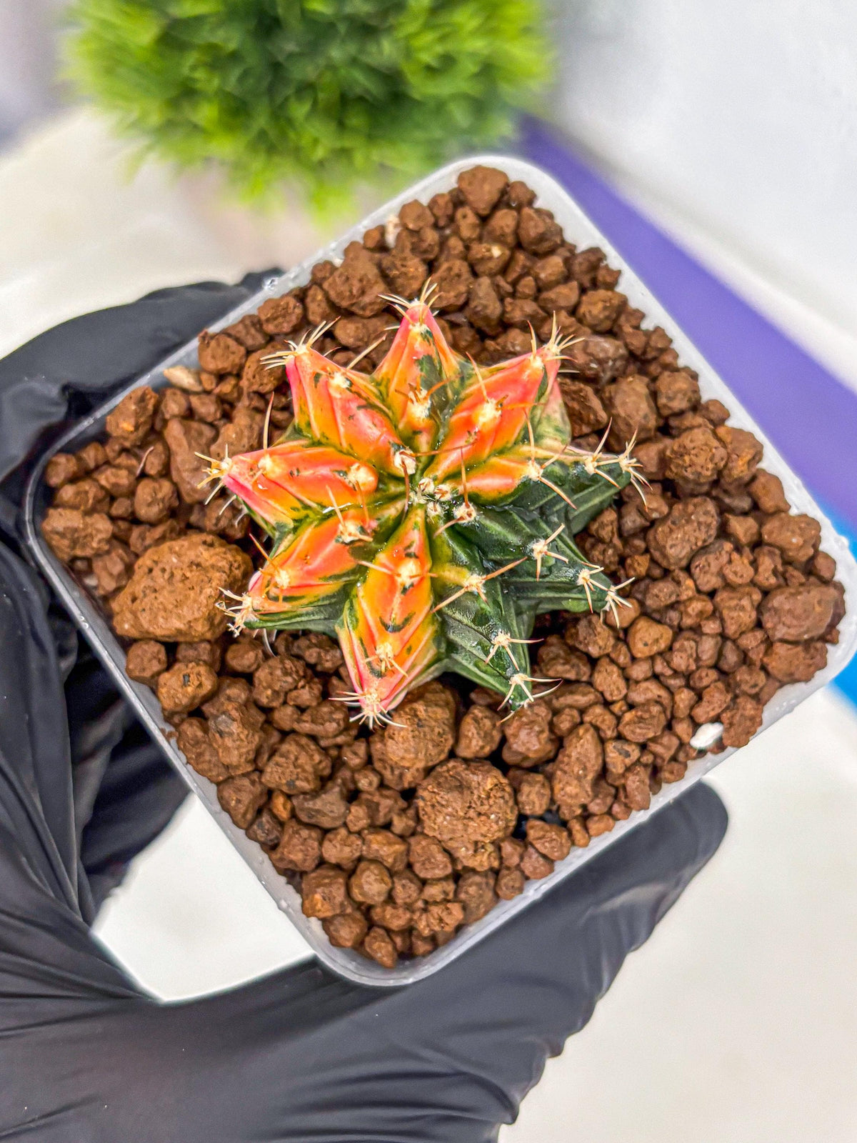Gymnocalycium Ladybug (gy23) (1) | Special Hybrid cactus