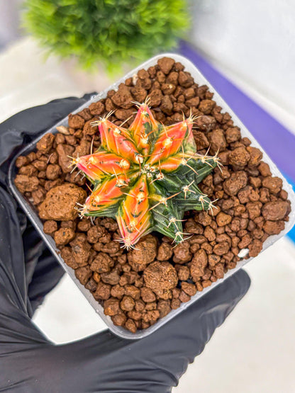 Gymnocalycium Ladybug (gy23) (1) | Special Hybrid cactus