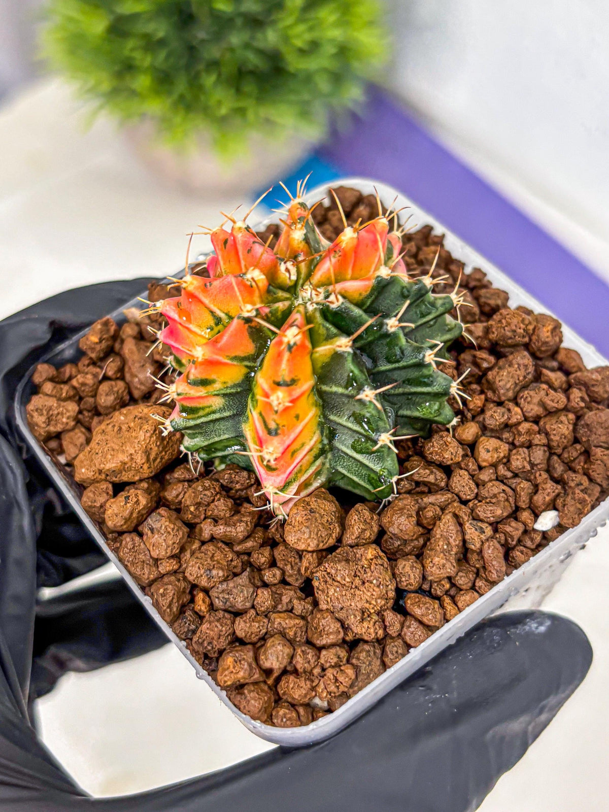 Gymnocalycium Ladybug (gy23) (1) | Special Hybrid cactus
