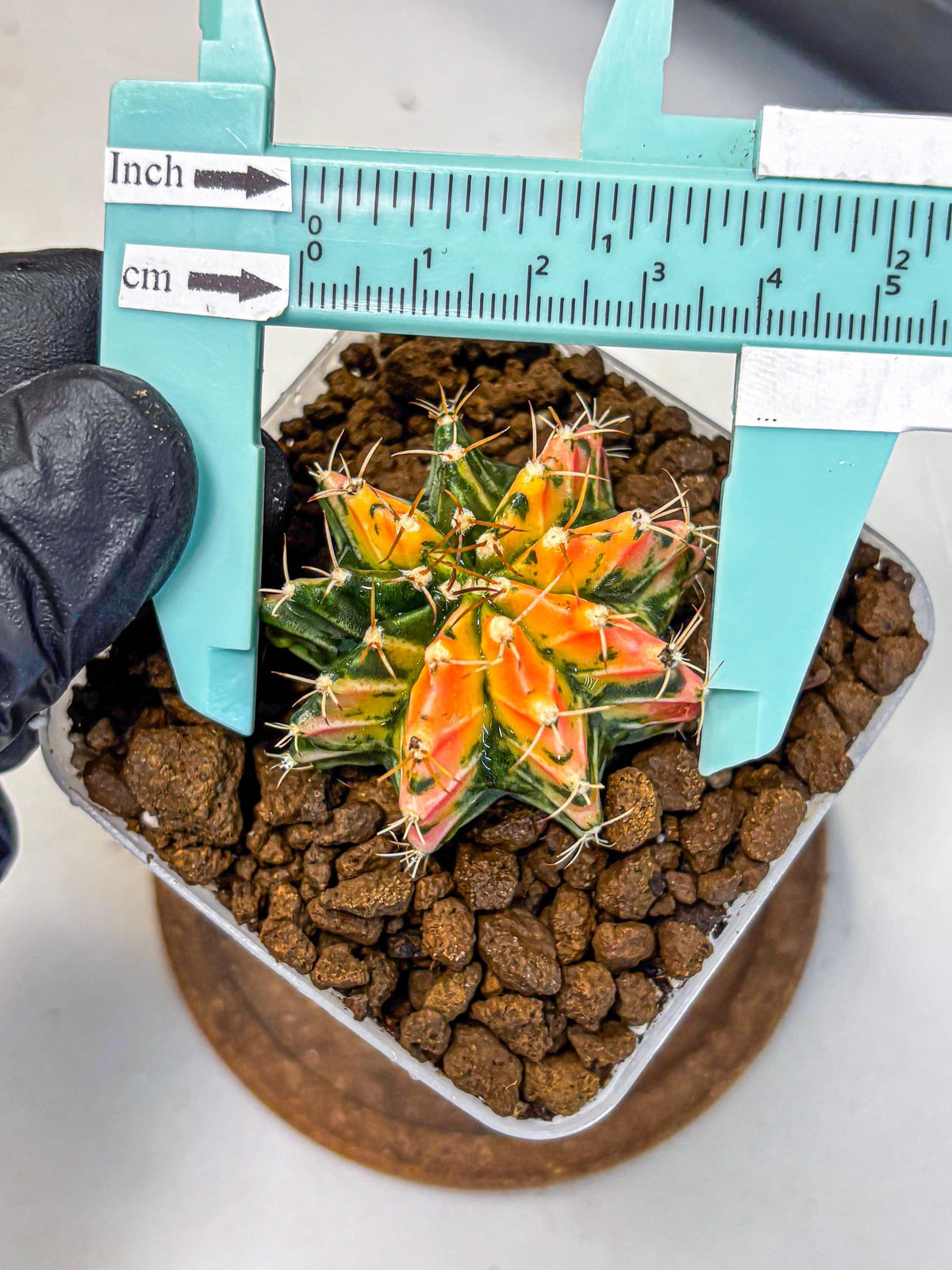 Gymnocalycium Ladybug (gy23) (2) | Special Hybrid cactus