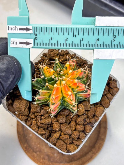Gymnocalycium Ladybug (gy23) (2) | Special Hybrid cactus