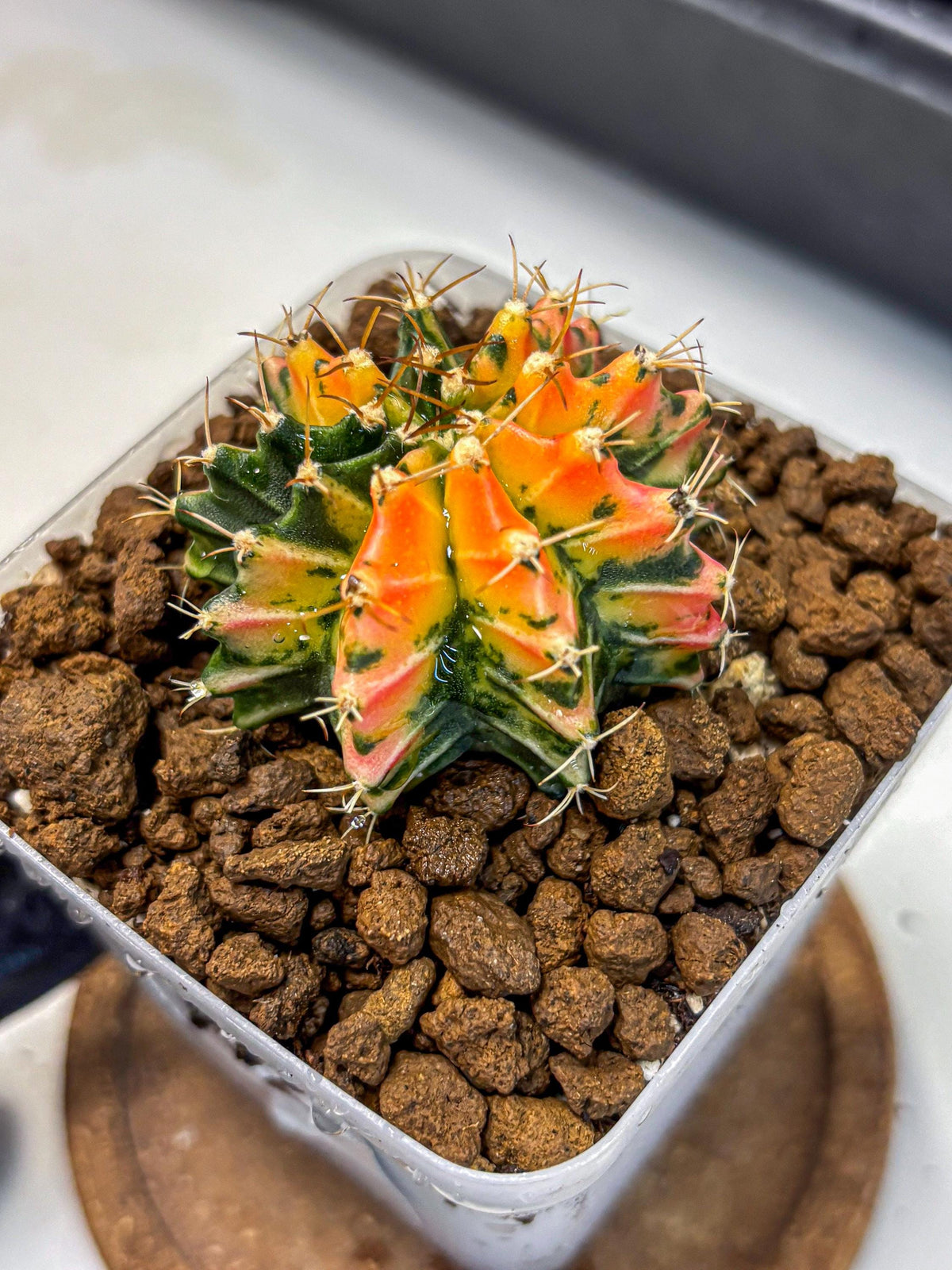 Gymnocalycium Ladybug (gy23) (2) | Special Hybrid cactus