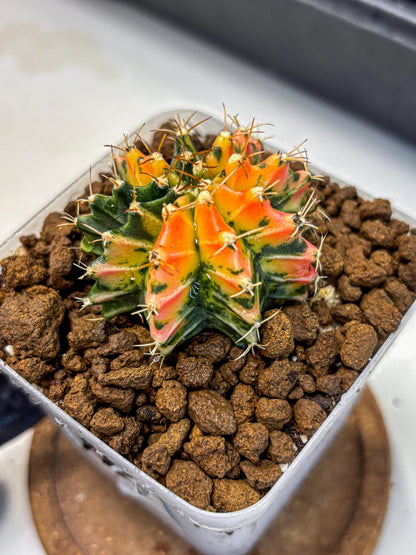 Gymnocalycium Ladybug (gy23) (2) | Special Hybrid cactus