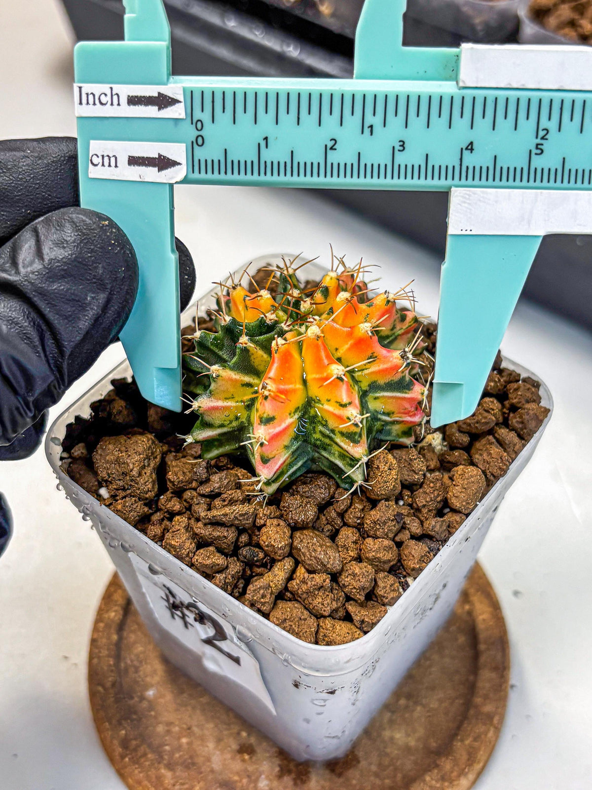 Gymnocalycium Ladybug (gy23) (2) | Special Hybrid cactus