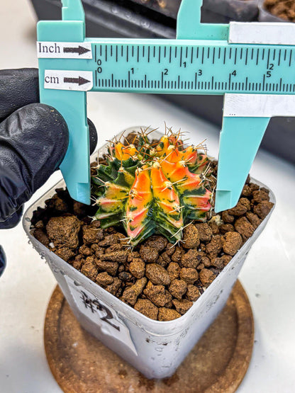Gymnocalycium Ladybug (gy23) (2) | Special Hybrid cactus