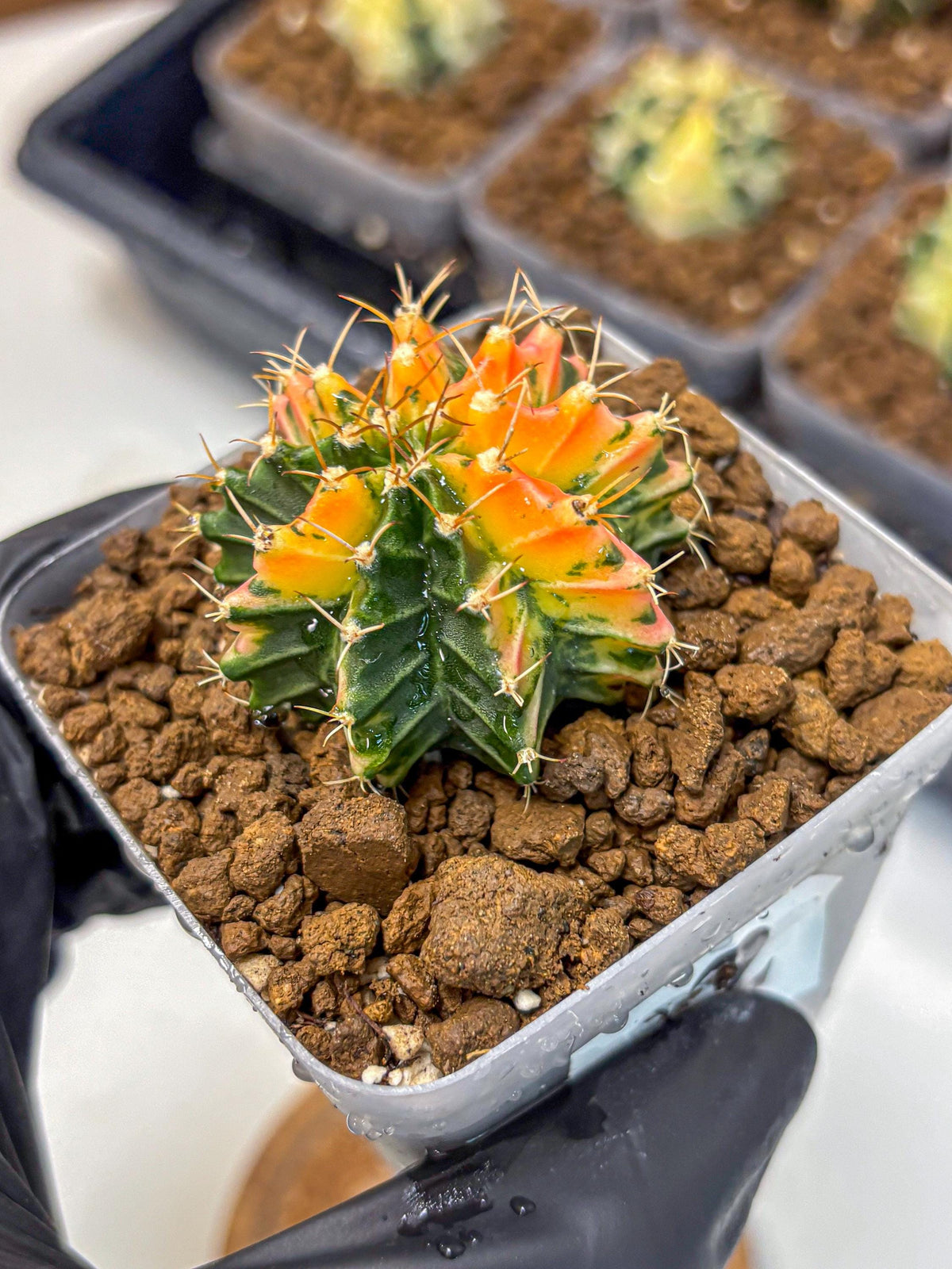 Gymnocalycium Ladybug (gy23) (2) | Special Hybrid cactus