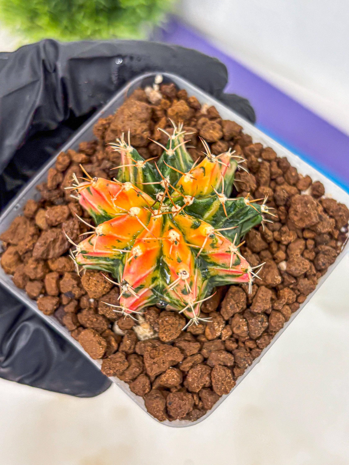 Gymnocalycium Ladybug (gy23) (2) | Special Hybrid cactus