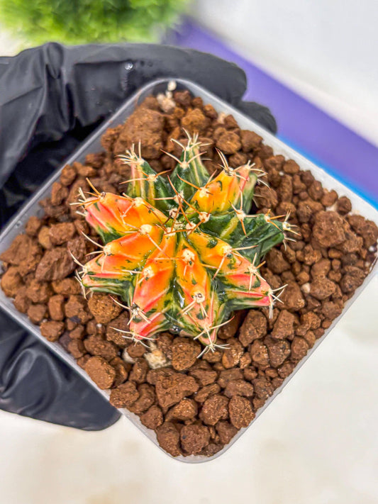 Gymnocalycium Ladybug (gy23) (2) | Special Hybrid cactus