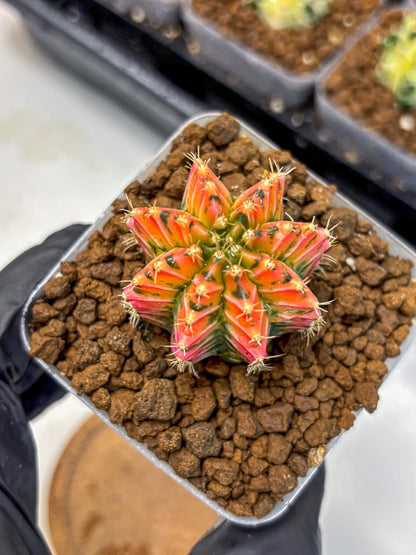 Gymnocalycium Ladybug (gy23) (3) | Special Hybrid cactus