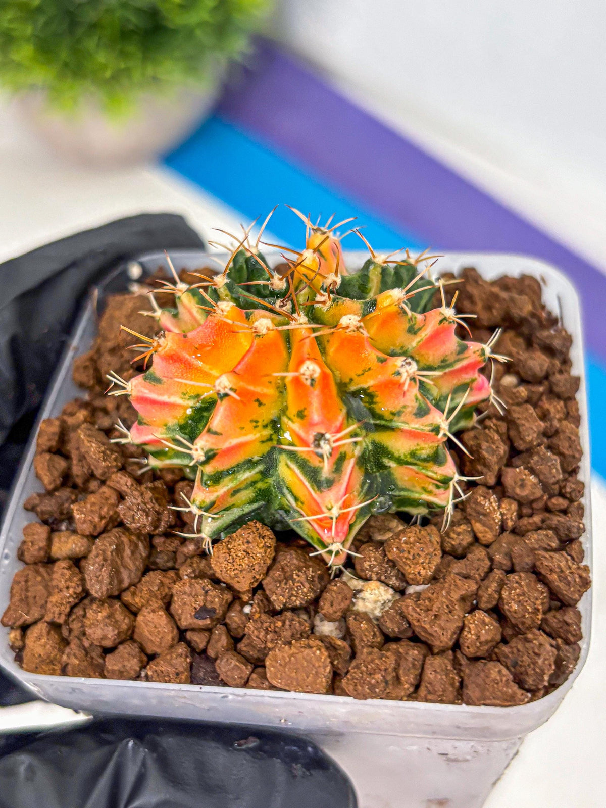 Gymnocalycium Ladybug (gy23) (2) | Special Hybrid cactus