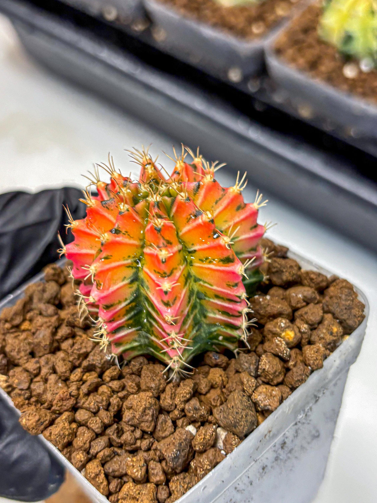 Gymnocalycium Ladybug (gy23) (3) | Special Hybrid cactus