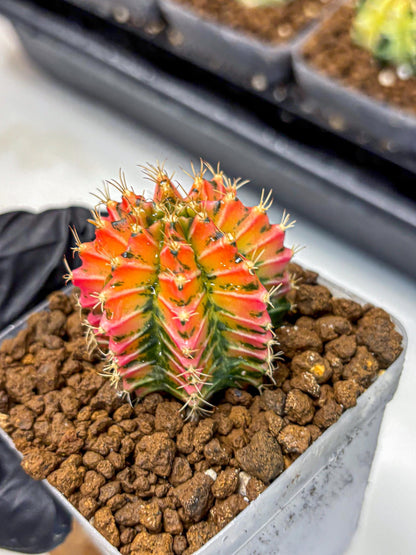 Gymnocalycium Ladybug (gy23) (3) | Special Hybrid cactus