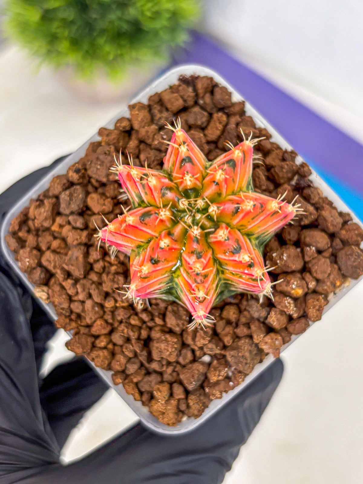 Gymnocalycium Ladybug (gy23) (3) | Special Hybrid cactus