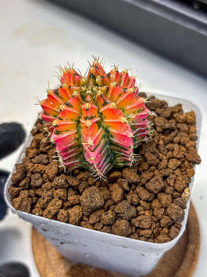 Gymnocalycium Ladybug (gy23) (3) | Special Hybrid cactus