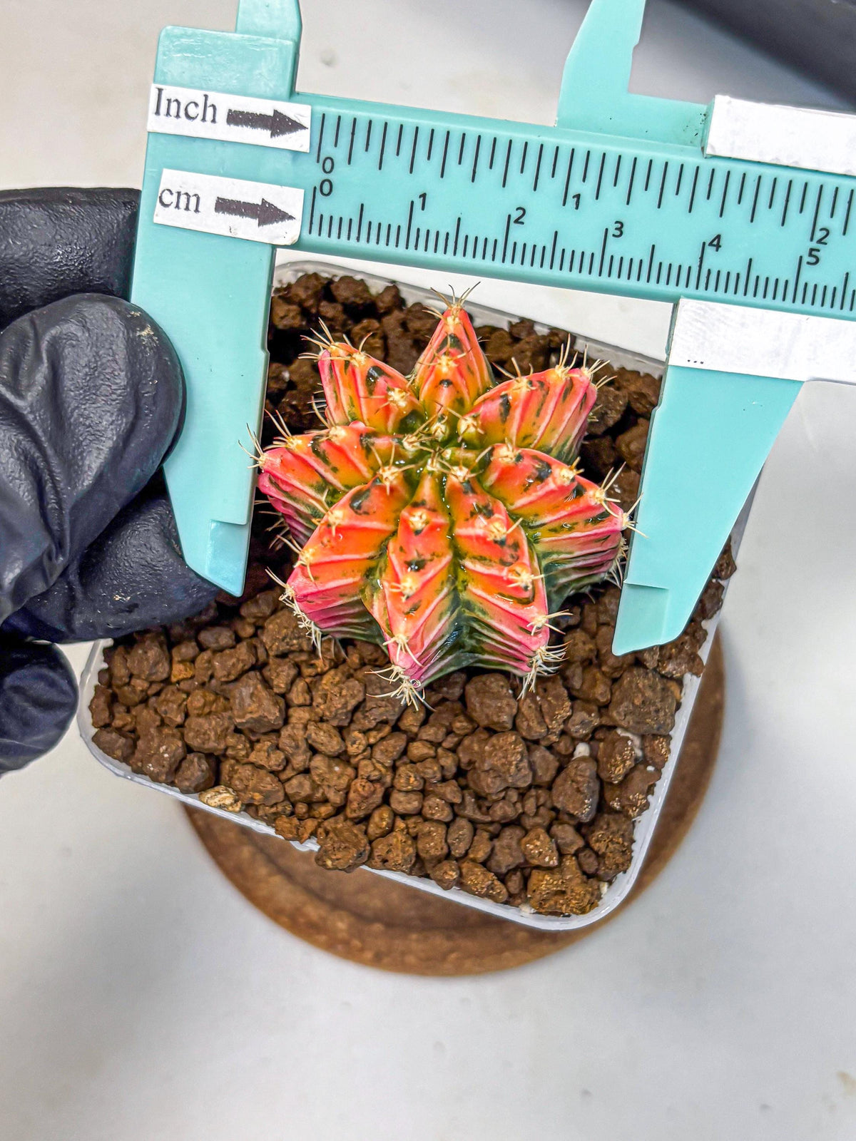 Gymnocalycium Ladybug (gy23) (3) | Special Hybrid cactus