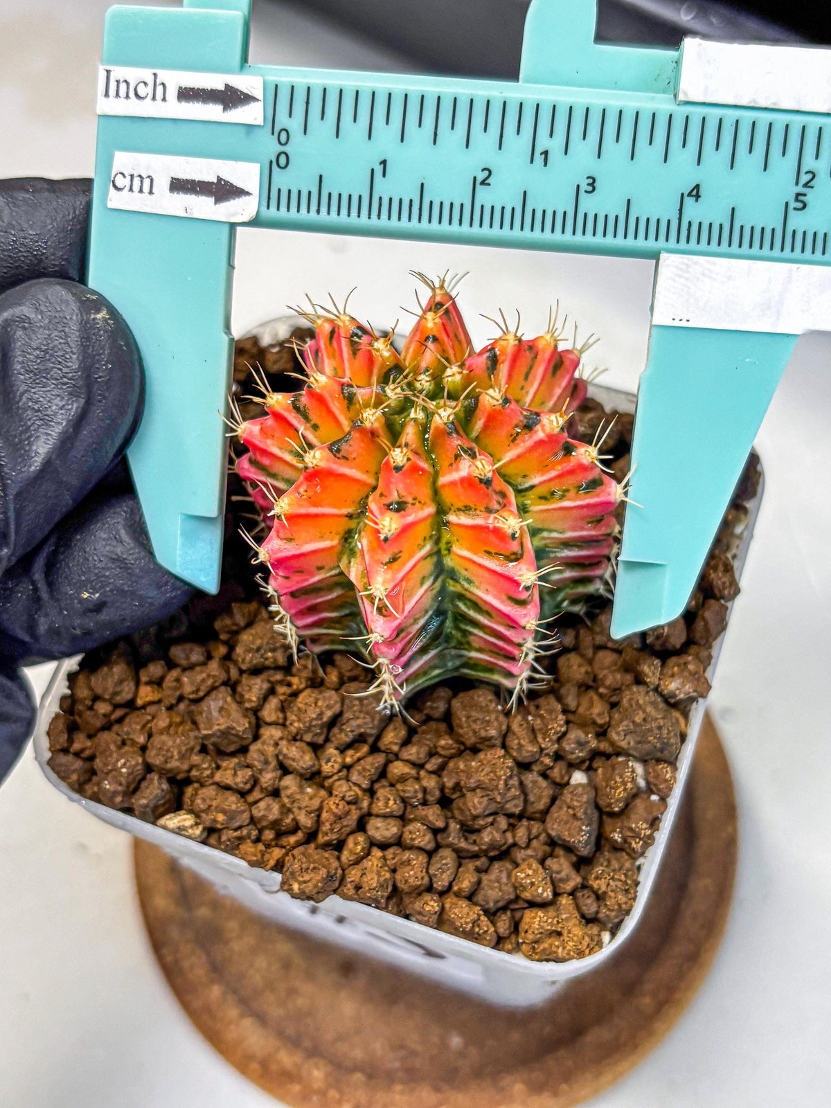 Gymnocalycium Ladybug (gy23) (3) | Special Hybrid cactus