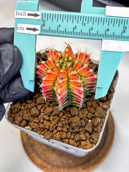 Gymnocalycium Ladybug (gy23) (3) | Special Hybrid cactus