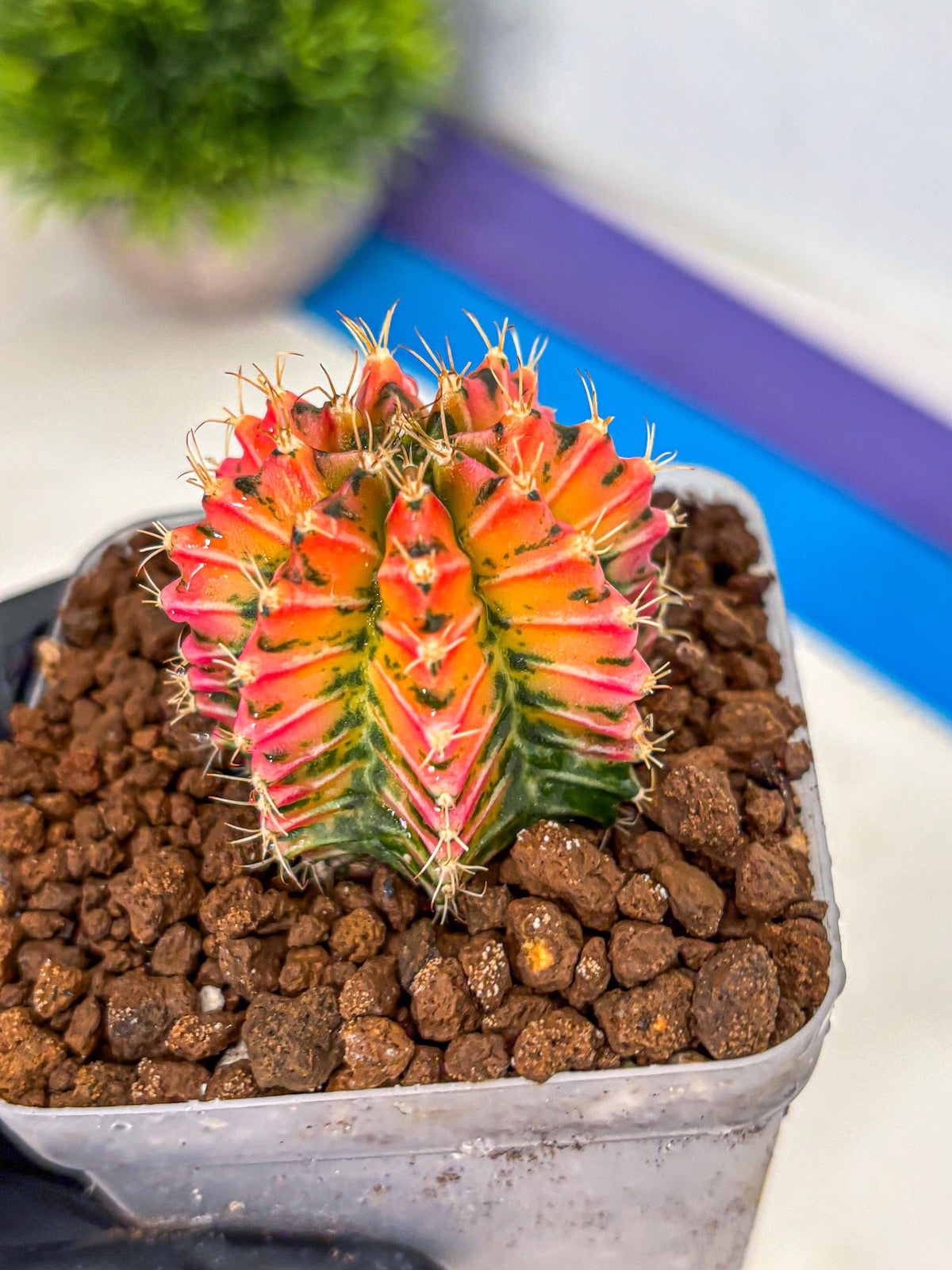 Gymnocalycium Ladybug (gy23) (3) | Special Hybrid cactus