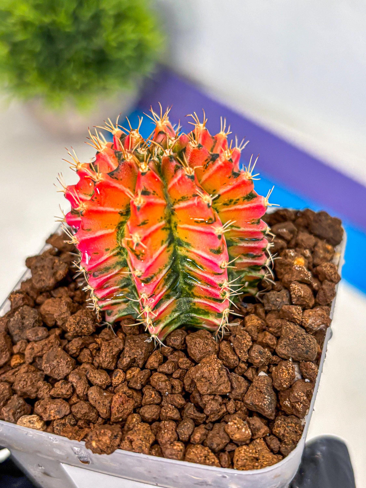 Gymnocalycium Ladybug (gy23) (3) | Special Hybrid cactus