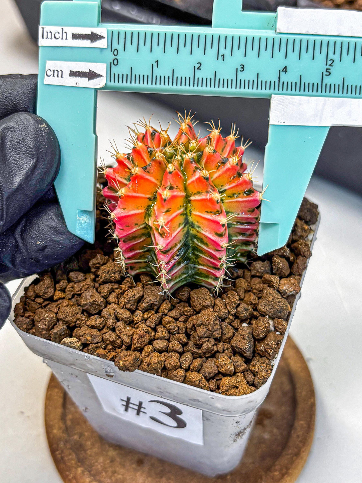 Gymnocalycium Ladybug (gy23) (3) | Special Hybrid cactus