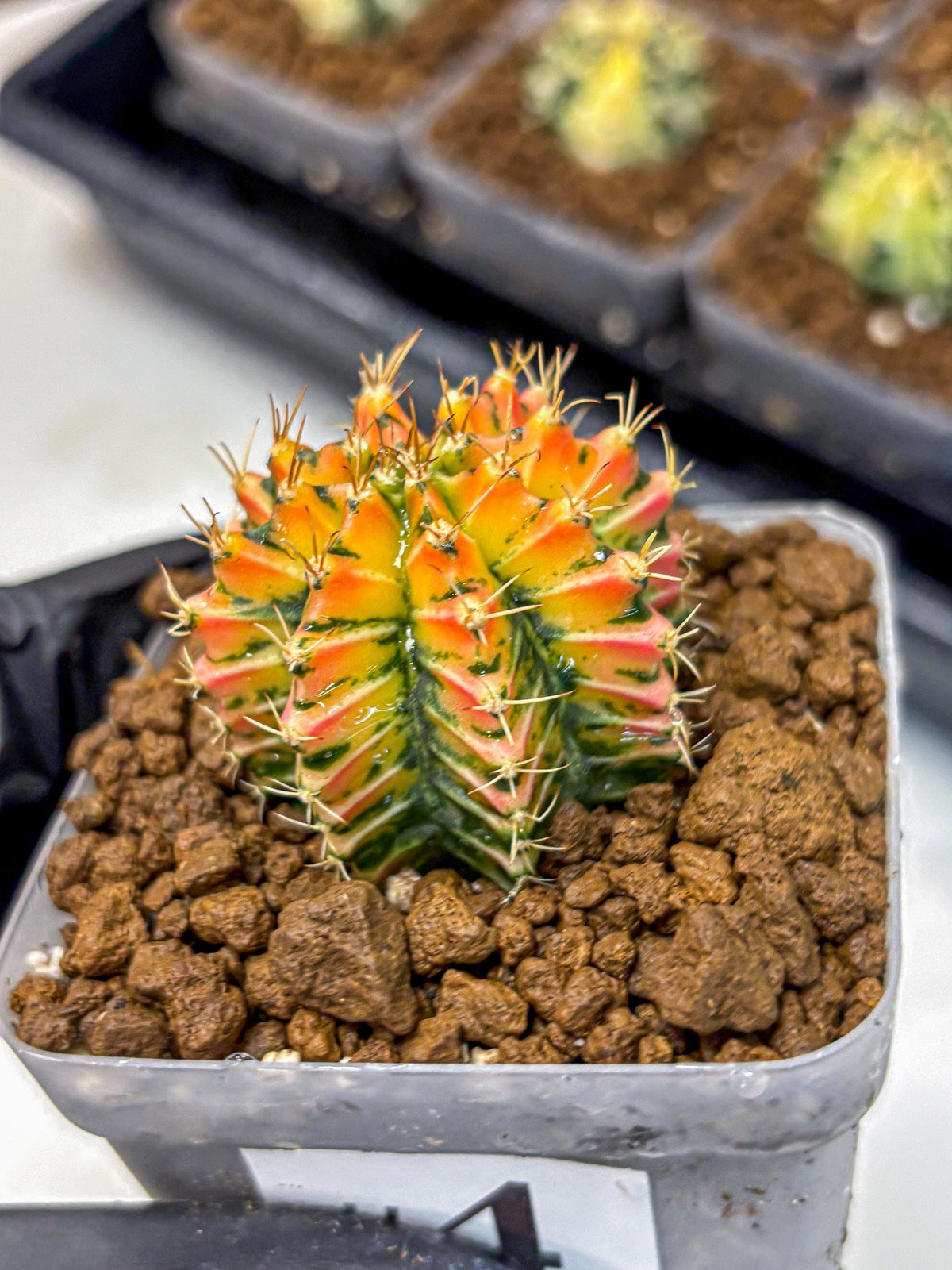Gymnocalycium Ladybug (gy23) (4) | Special Hybrid cactus