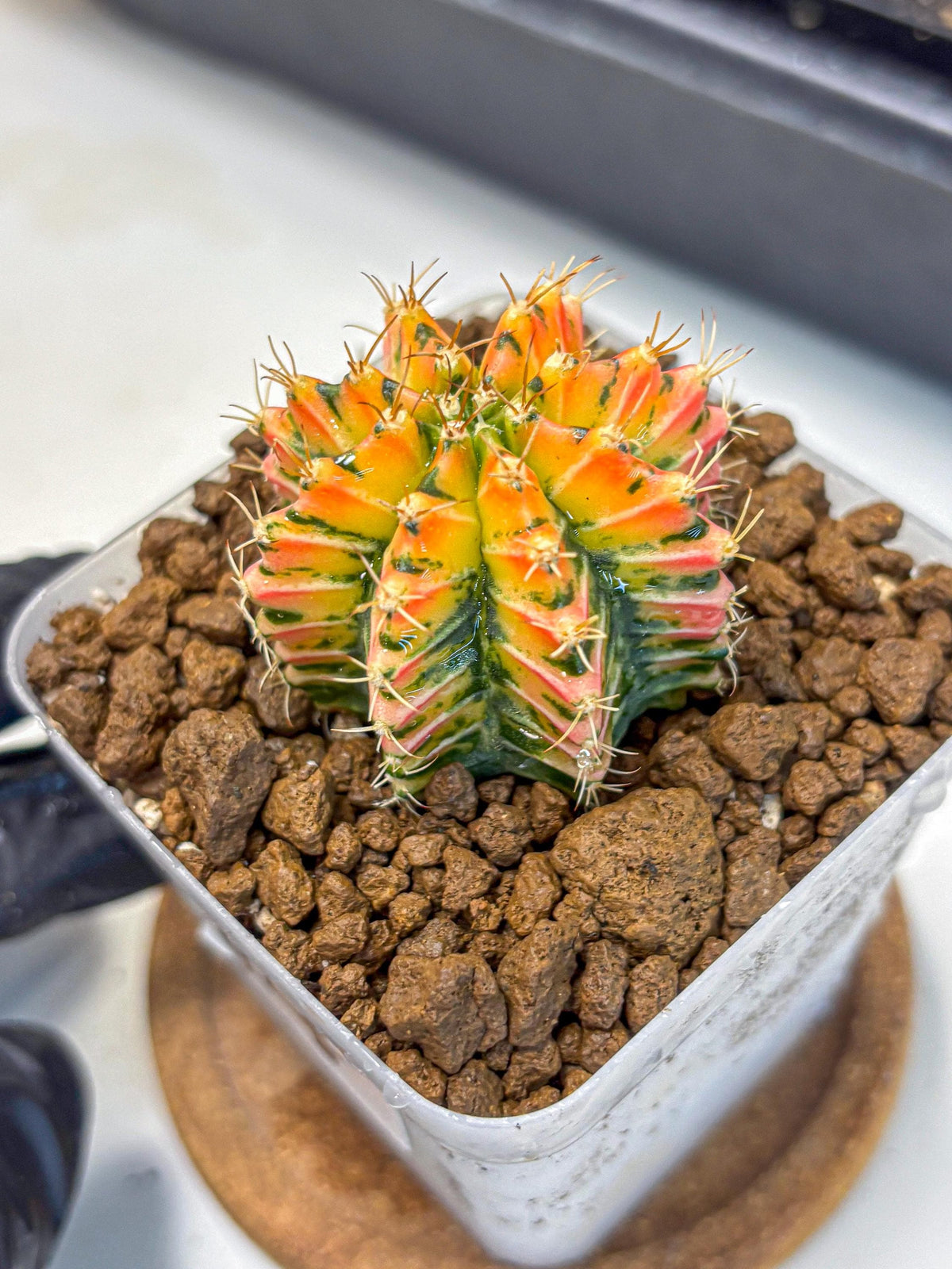 Gymnocalycium Ladybug (gy23) (4) | Special Hybrid cactus