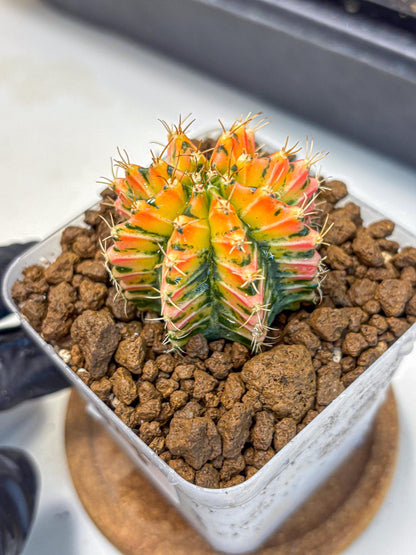Gymnocalycium Ladybug (gy23) (4) | Special Hybrid cactus