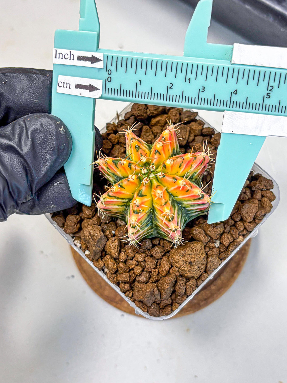 Gymnocalycium Ladybug (gy23) (4) | Special Hybrid cactus
