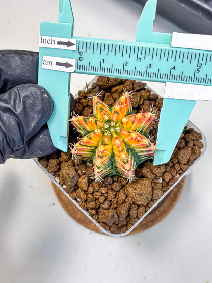 Gymnocalycium Ladybug (gy23) (4) | Special Hybrid cactus