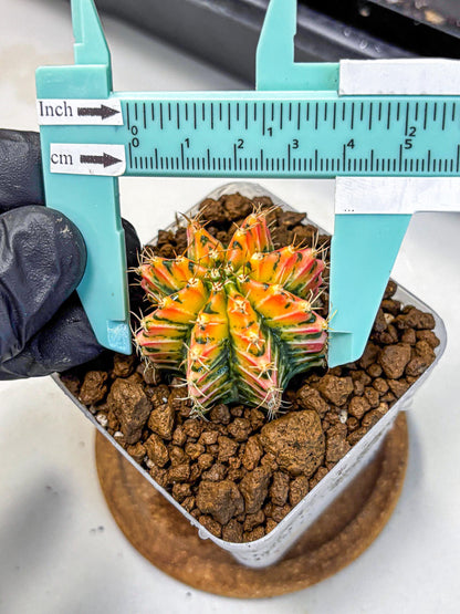 Gymnocalycium Ladybug (gy23) (4) | Special Hybrid cactus