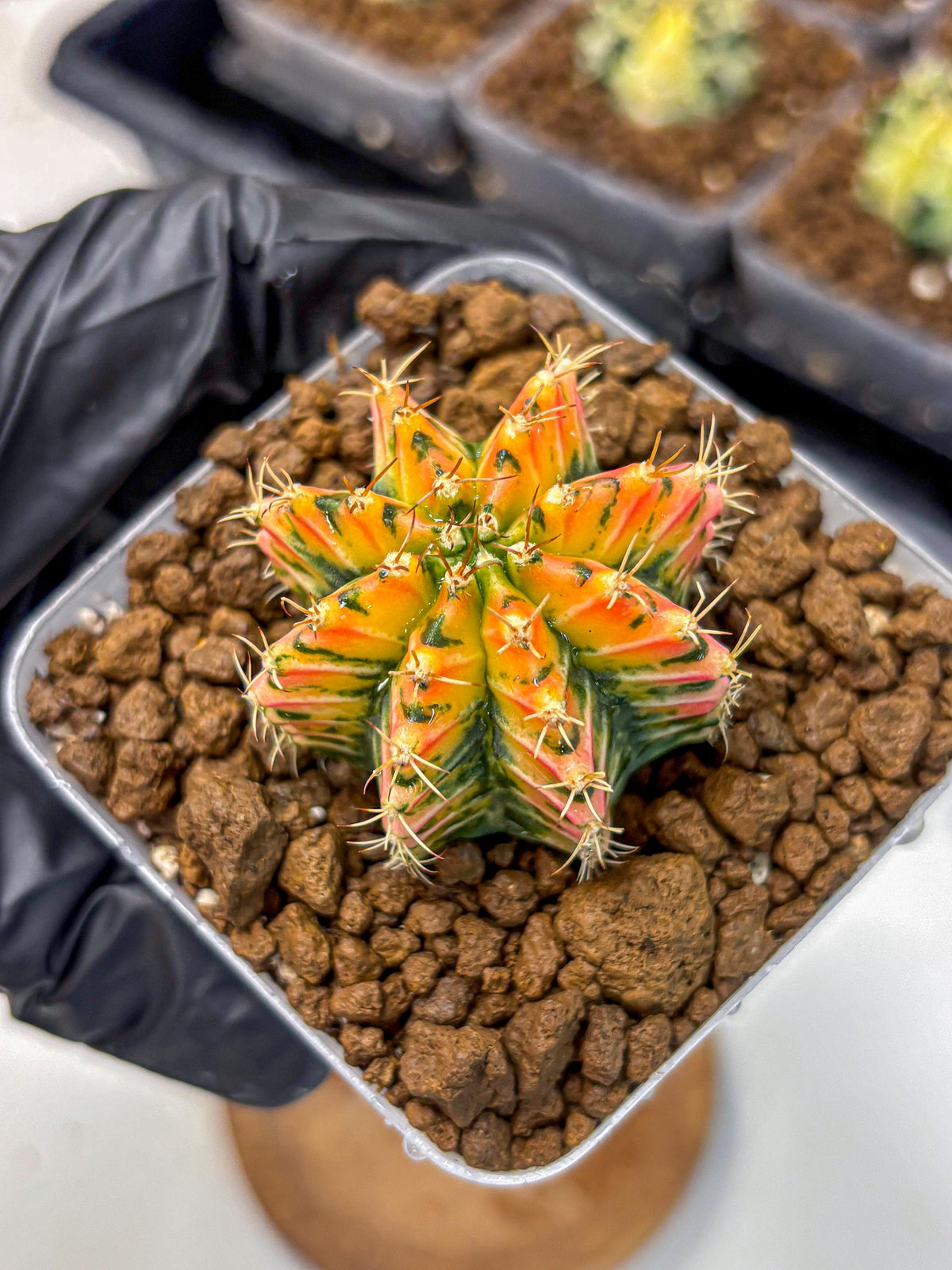 Gymnocalycium Ladybug (gy23) (4) | Special Hybrid cactus