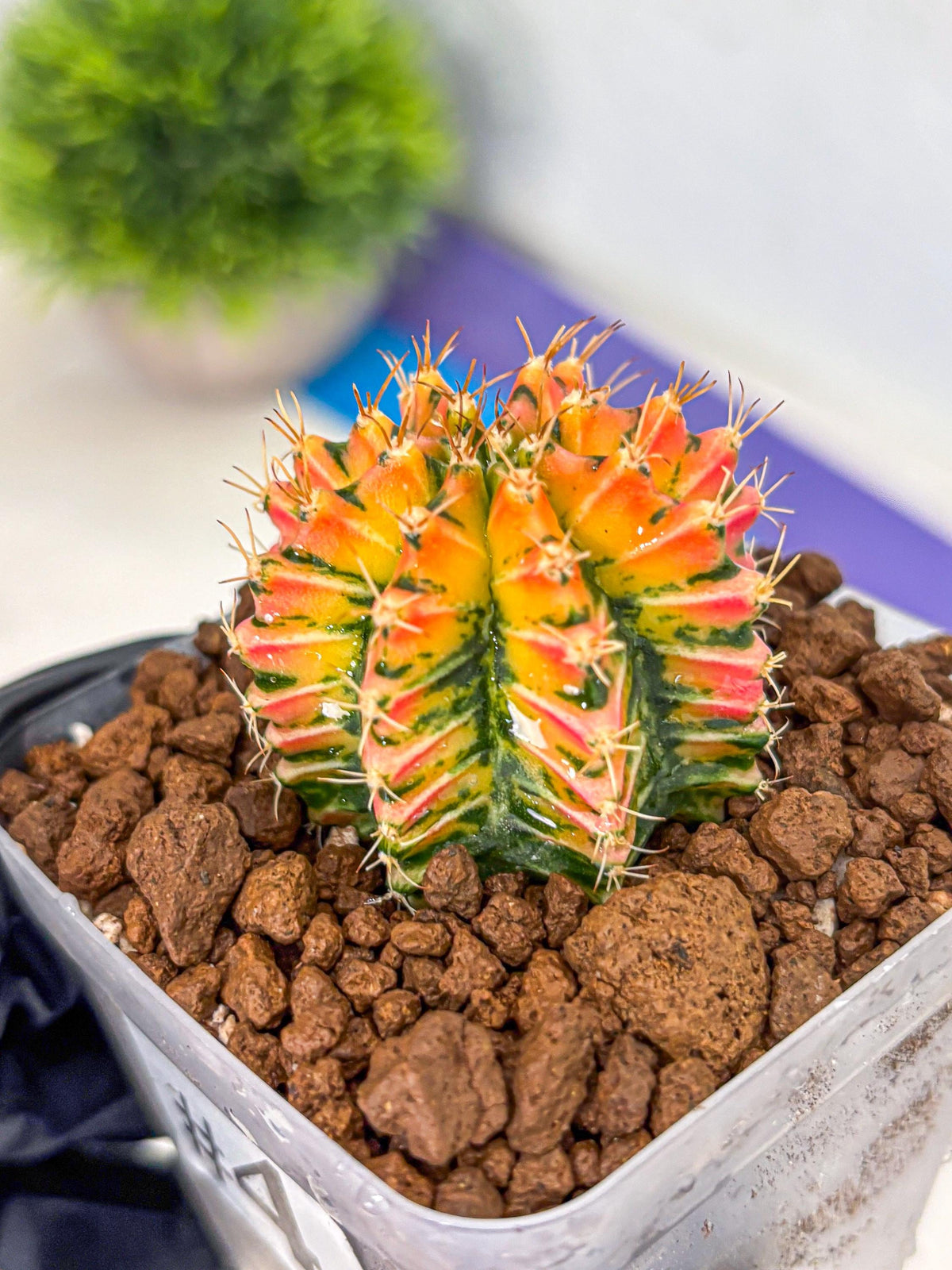 Gymnocalycium Ladybug (gy23) (4) | Special Hybrid cactus