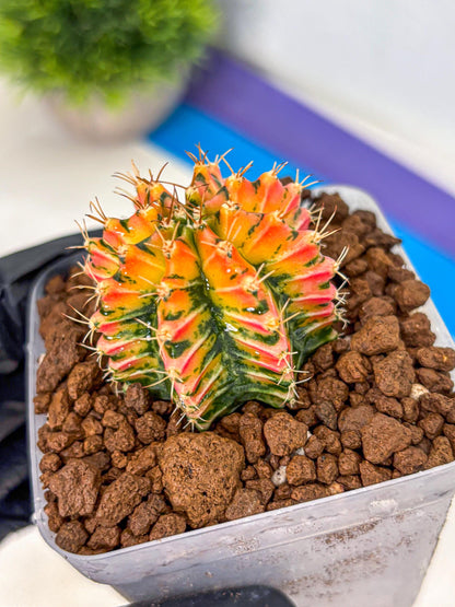 Gymnocalycium Ladybug (gy23) (4) | Special Hybrid cactus