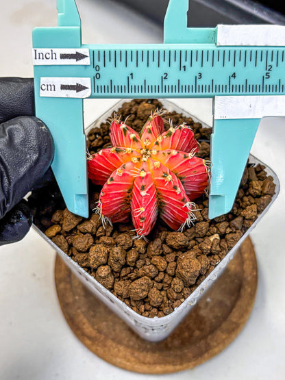 Gymnocalycium Crystal Jelly (gy23) (5) | Special Hybrid cactus