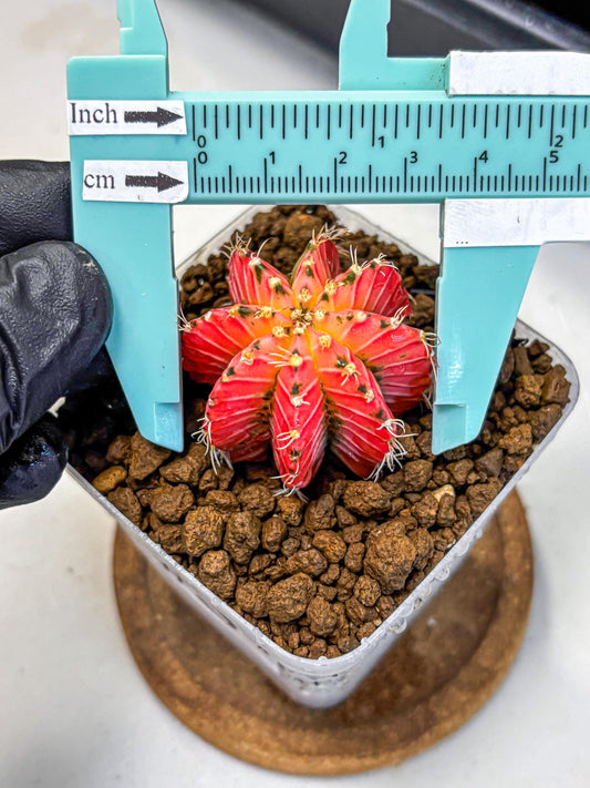 Gymnocalycium Crystal Jelly (gy23) (5) | Special Hybrid cactus