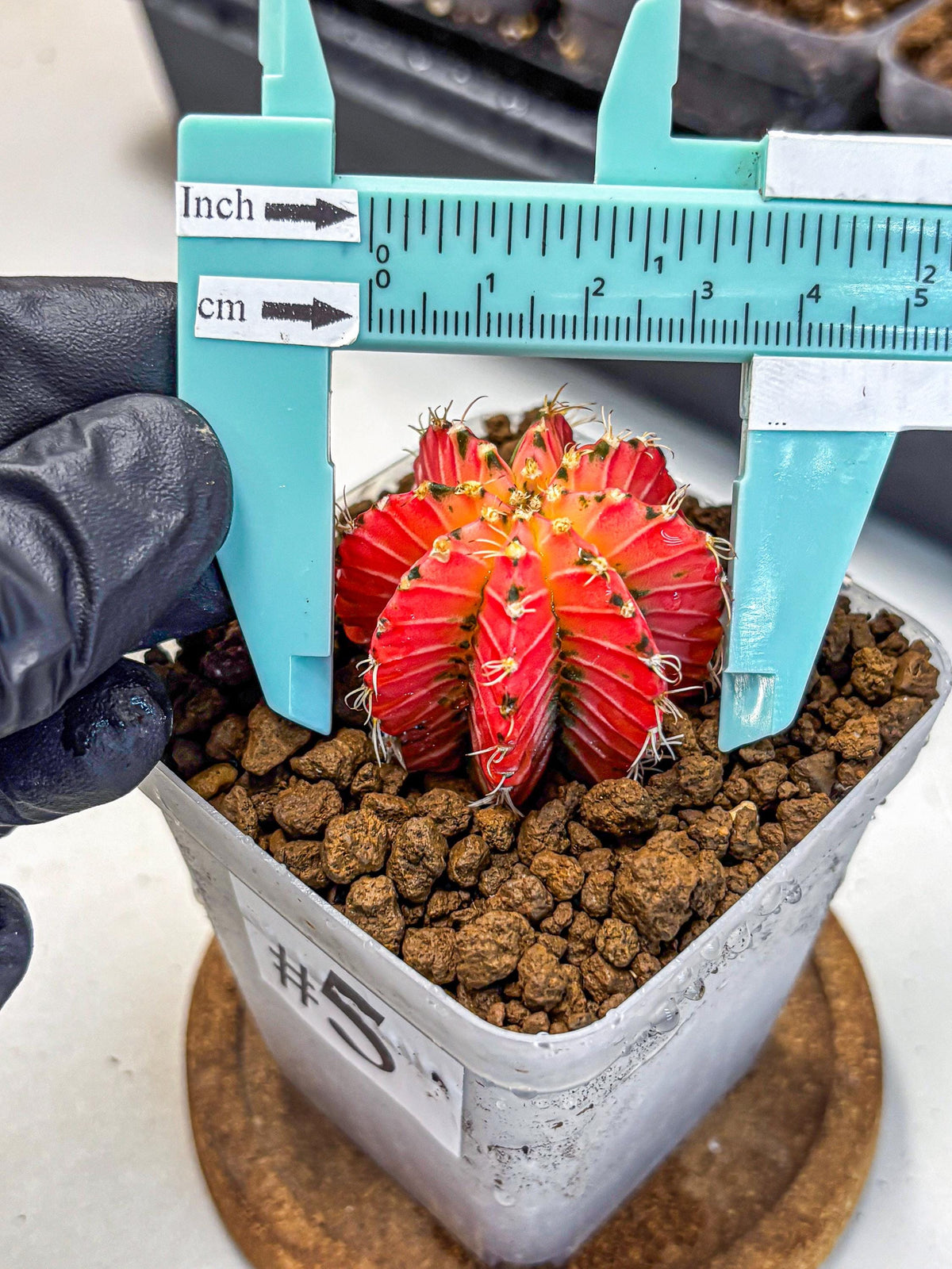Gymnocalycium Crystal Jelly (gy23) (5) | Special Hybrid cactus