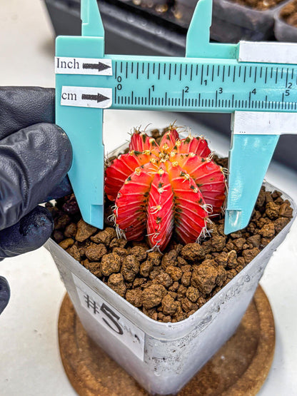 Gymnocalycium Crystal Jelly (gy23) (5) | Special Hybrid cactus